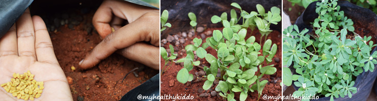 Growing organic greens at home