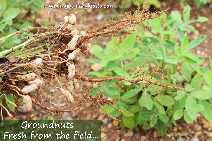 Groundnuts fresh from the field