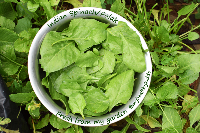 Indian Spinach Palak