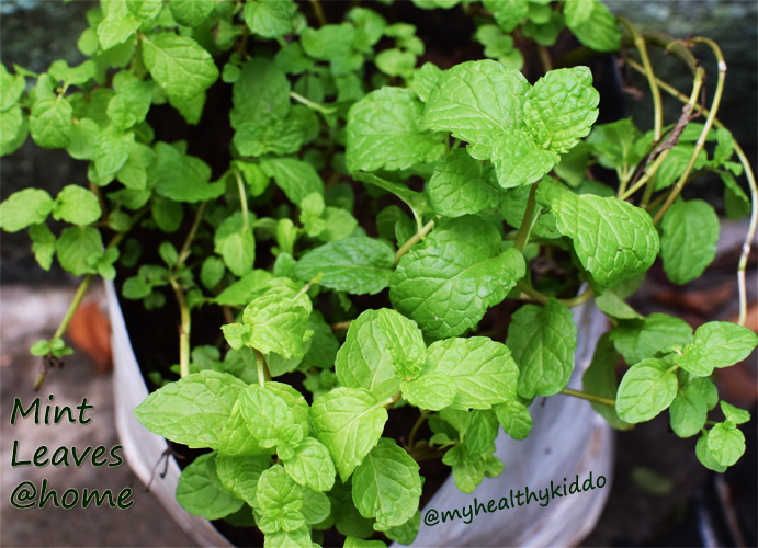 Growing Mint Leaves at home