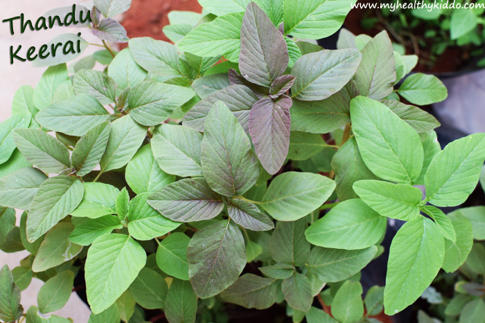 Growing greens for babies at kitchen garden