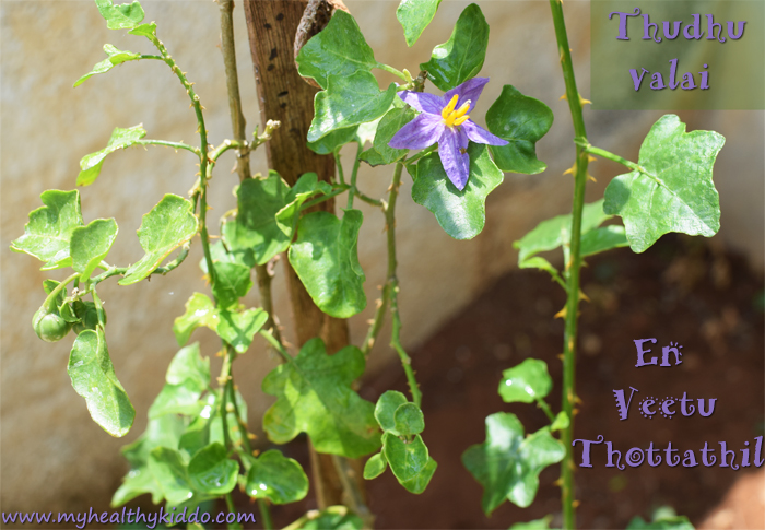 thudhuvalai-from-my-kichen-garden