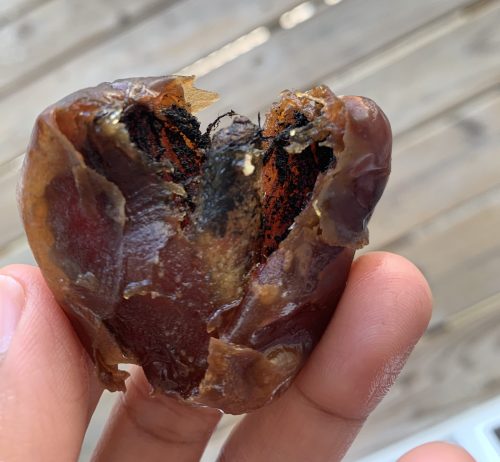fungus in dates fungus in dates
